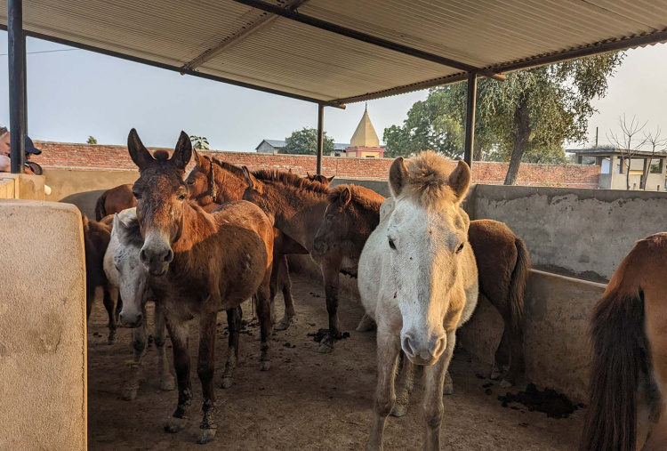 Working equines in a shelter waiting to travel to a brick kiln in Nepal.